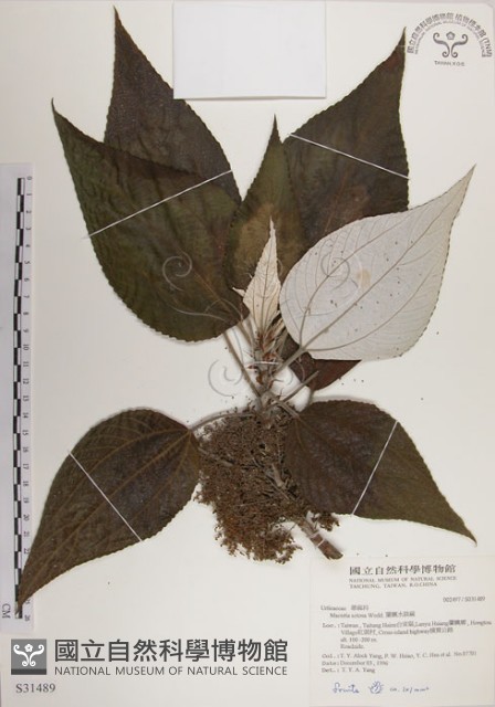 蘭嶼水絲麻藏品圖，第1張