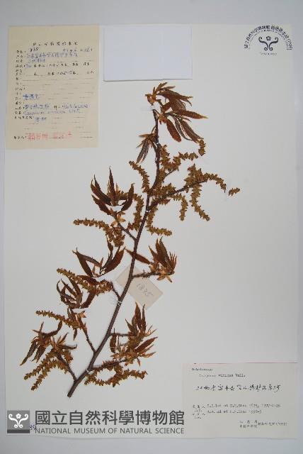 雷公鵝耳櫪藏品圖，第1張