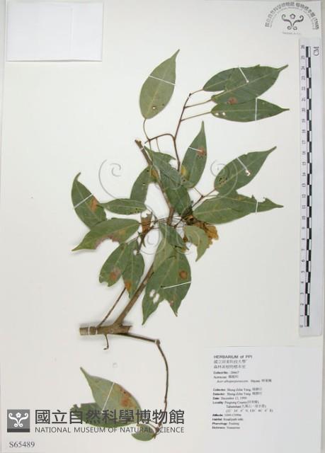 樟葉槭, 飛蛾子樹藏品圖，第1張