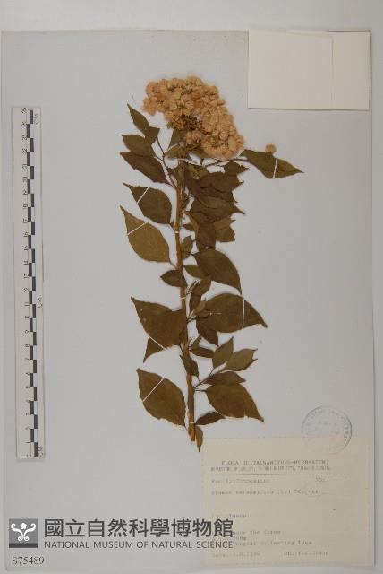 艾納香藏品圖，第1張