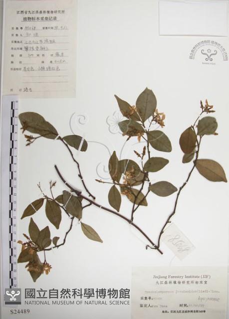 絡石藏品圖，第1張