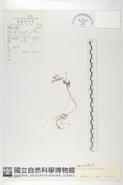 寬翅彎蕊芥藏品圖，第1張