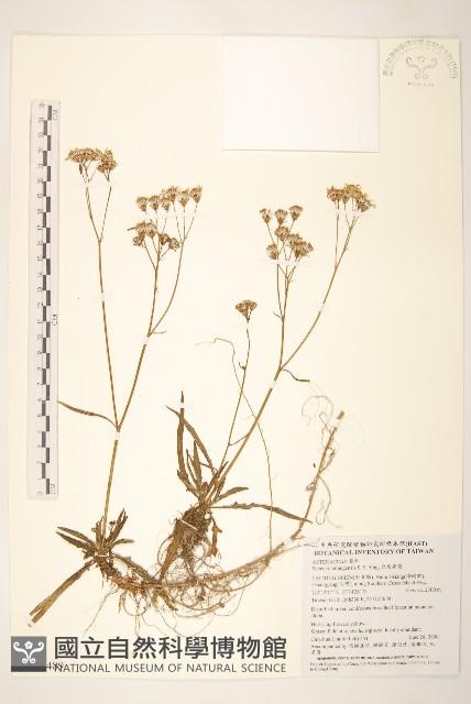 台東黃菀藏品圖，第1張