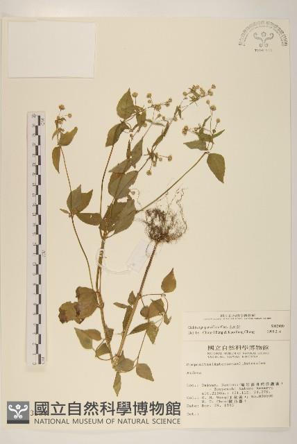 小米菊藏品圖，第1張