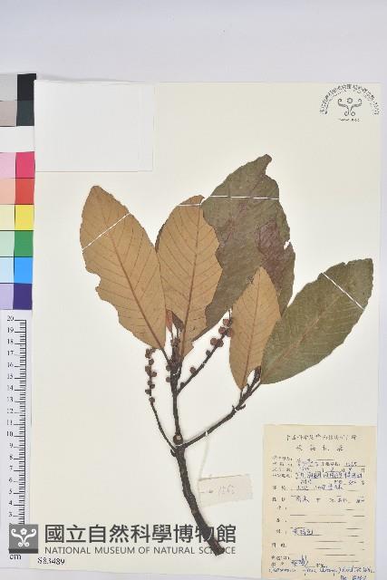 黧蒴栲藏品圖，第1張