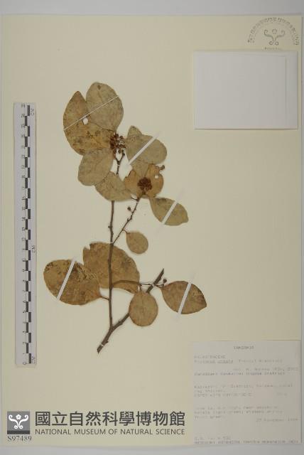 登錄號:S097489藏品圖，第1張