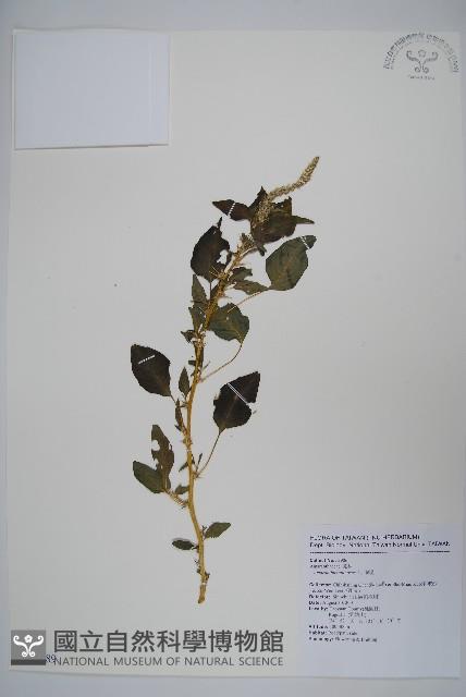 刺莧藏品圖，第1張