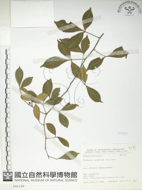 飛龍掌血藏品圖，第1張