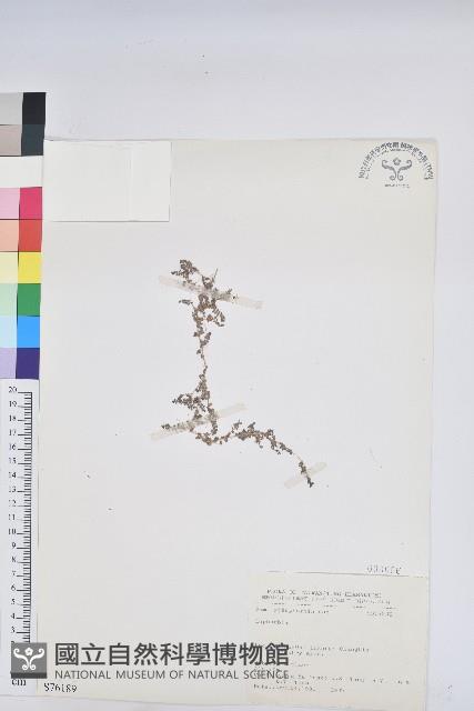 登錄號:S076189藏品圖，第1張