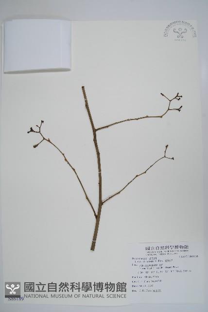 破布子藏品圖，第1張