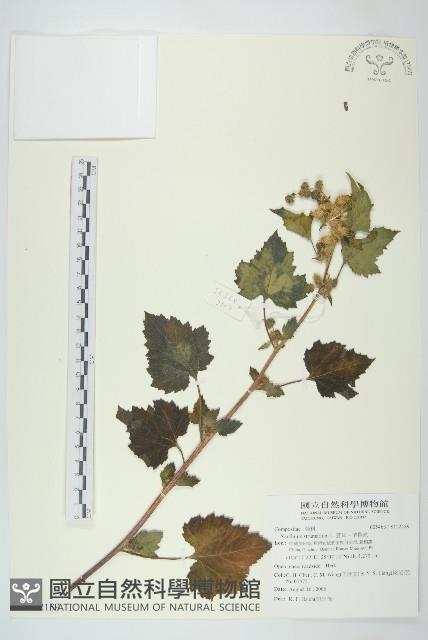 蒼耳、羊帶來藏品圖，第1張