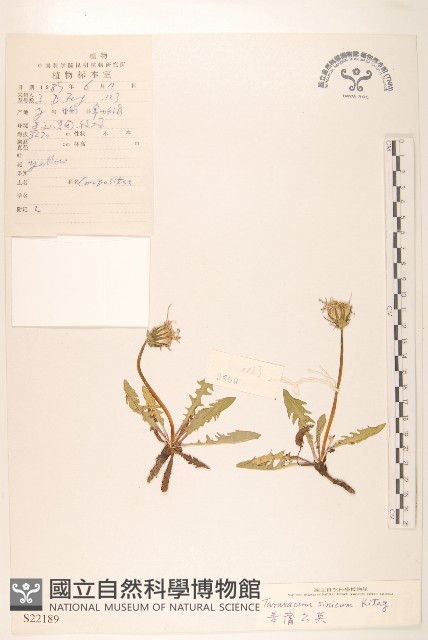 華蒲公英藏品圖，第1張