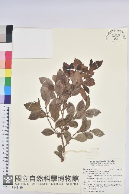 細葉饅頭果藏品圖，第1張