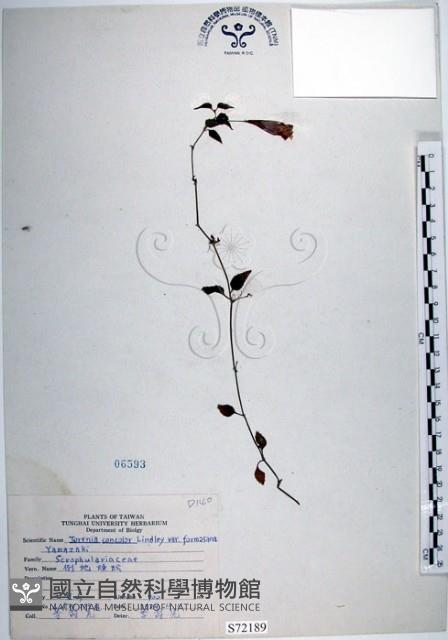 倒地蜈蚣、四角銅鑼藏品圖，第1張