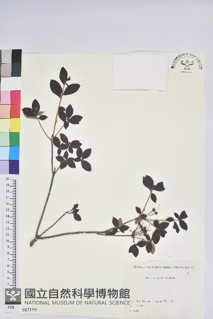 登錄號:S082189藏品圖，第1張