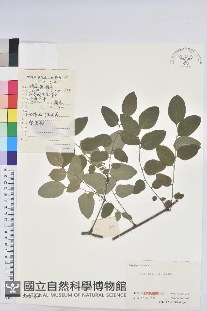 青灰葉下珠藏品圖，第1張