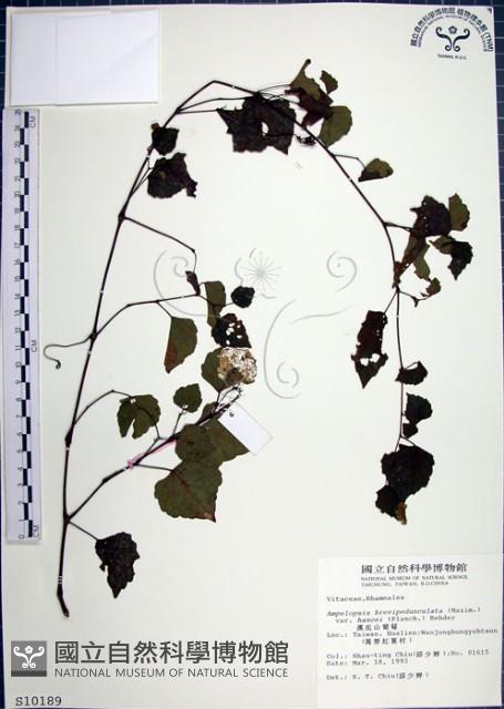 漢氏山葡萄藏品圖，第1張