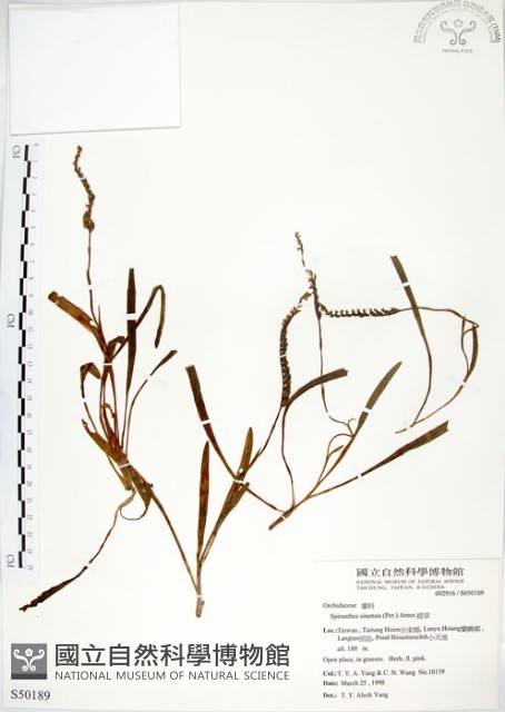 綬草藏品圖，第1張