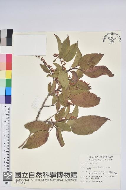 南燭藏品圖，第1張