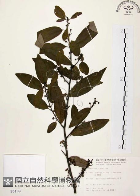 山胡椒藏品圖，第1張