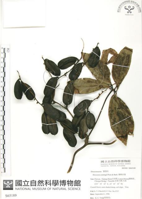 蘭嶼田薯藏品圖，第1張