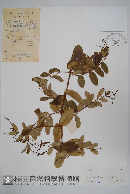 隱鱗藤藏品圖，第1張