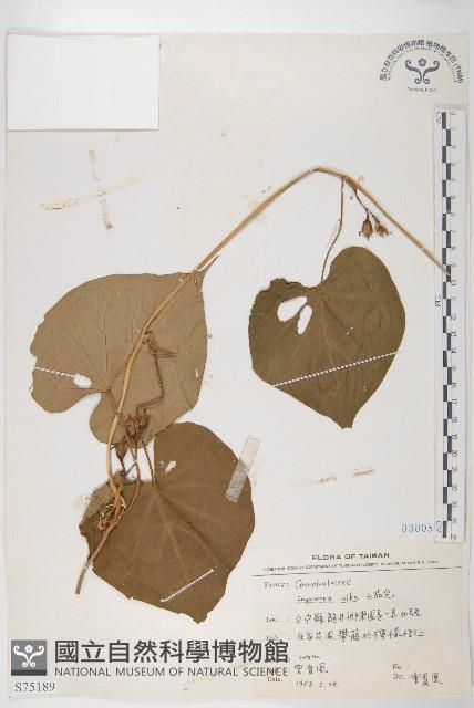 天茄兒藏品圖，第1張