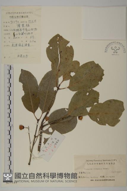 厚葉衛矛, 源一木藏品圖，第1張