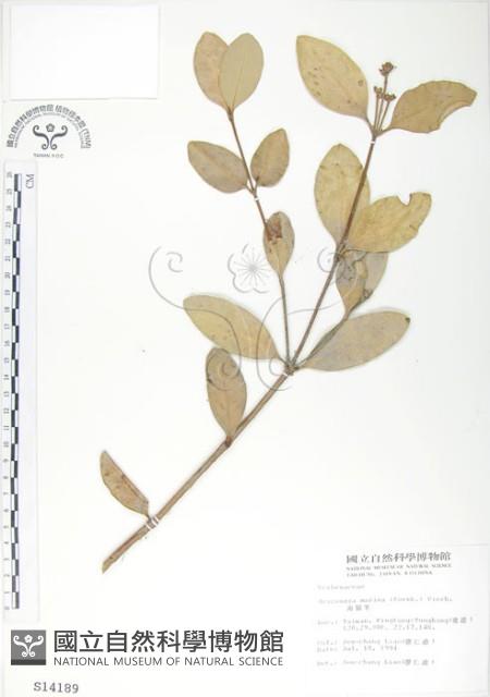 海茄苳藏品圖，第1張