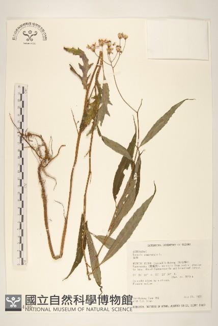 Accession Number:S034189 Collection Image, Figure 1, Total 2 Figures