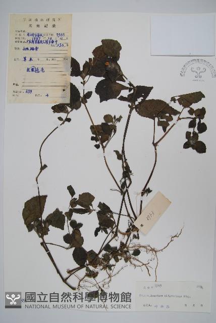 少花馬藍藏品圖，第1張