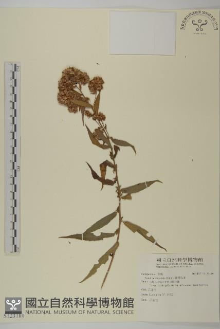 臺灣馬蘭藏品圖，第1張