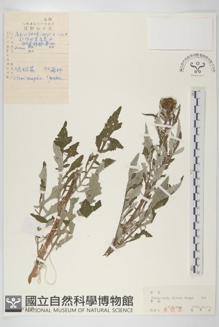 泥胡菜藏品圖，第1張