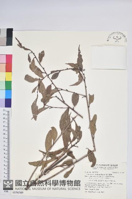 巒大越橘藏品圖，第1張