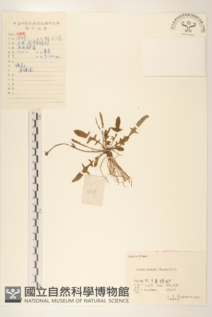 齒緣苦實藏品圖，第1張