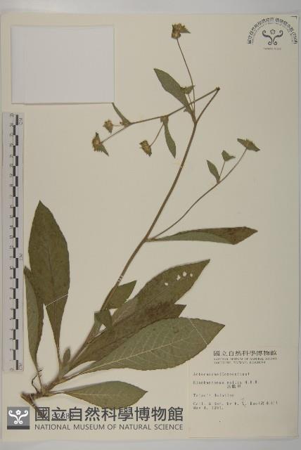 地膽草、毛蓮菜藏品圖，第1張