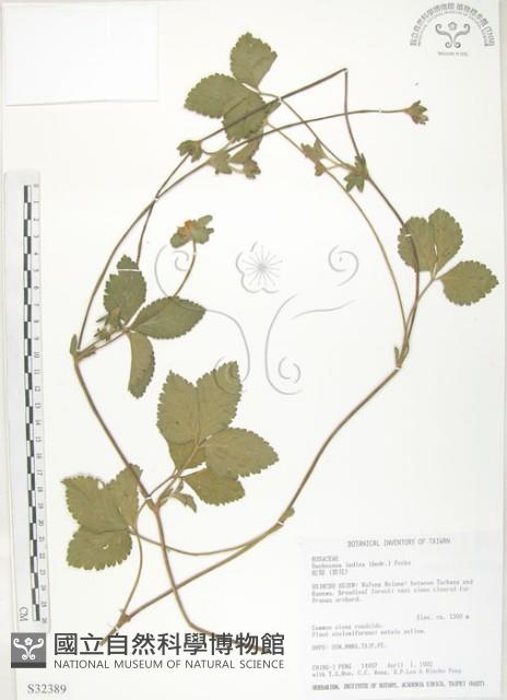 蛇莓、地莓、龍吐珠藏品圖，第1張