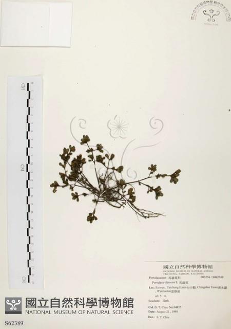 馬齒莧藏品圖，第1張