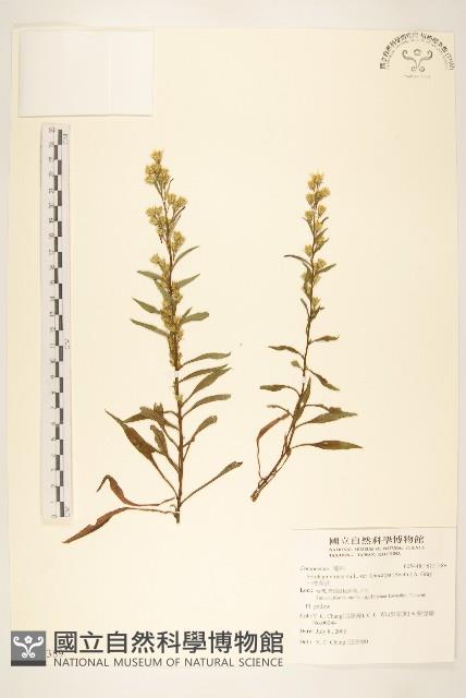 一枝黃花藏品圖，第1張