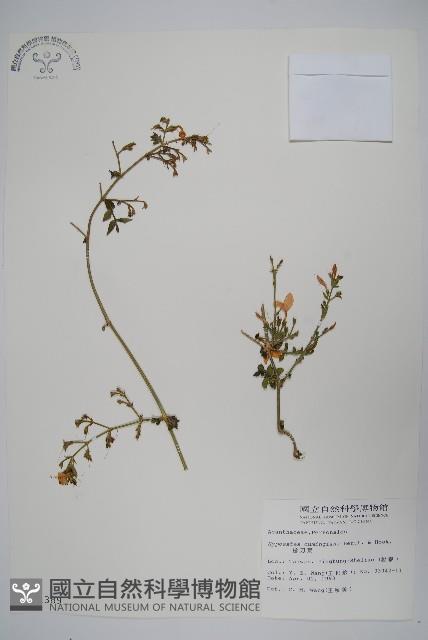 槍刀菜藏品圖，第1張