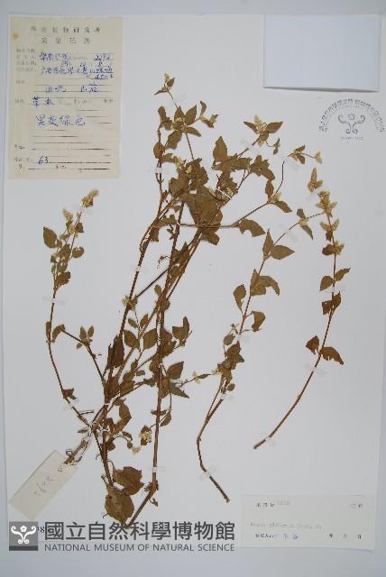 少毛白花莧藏品圖，第1張