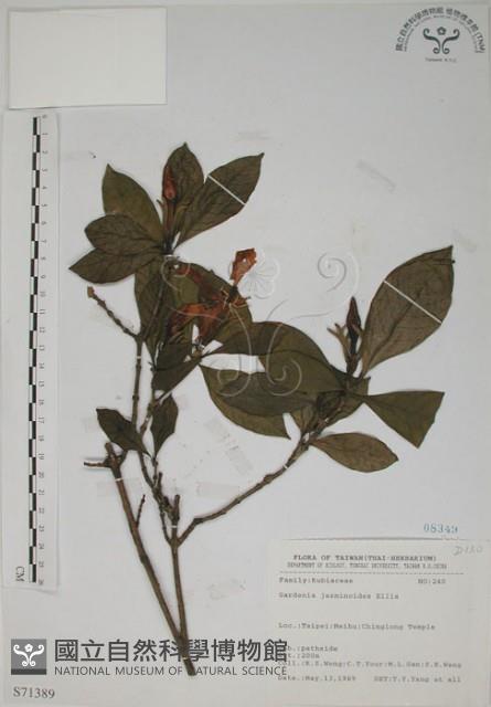 山黃梔藏品圖，第1張