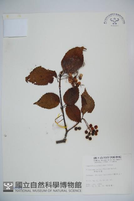 樺葉莢迷、玉山莢迷藏品圖，第1張