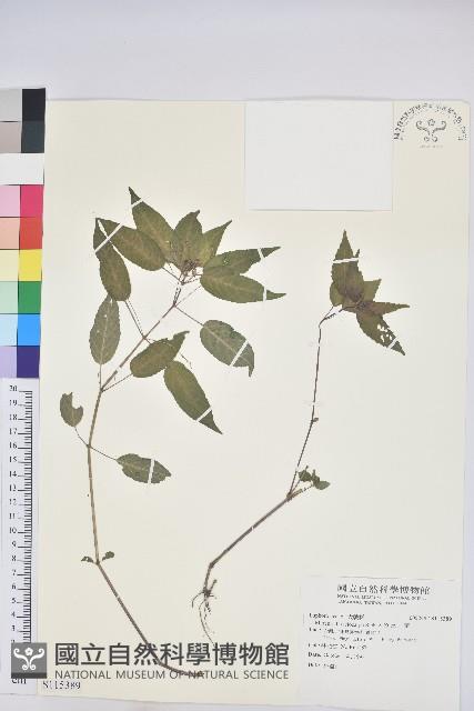 山靛藏品圖，第1張