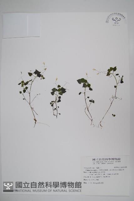 山桔梗藏品圖，第1張