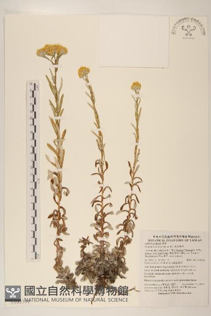 秋鼠麴草藏品圖，第1張