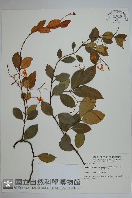 細梗絡石藏品圖，第1張