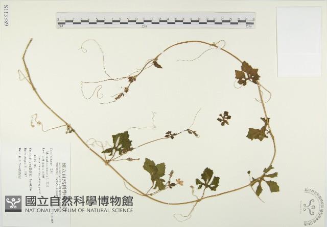 苦瓜藏品圖，第1張