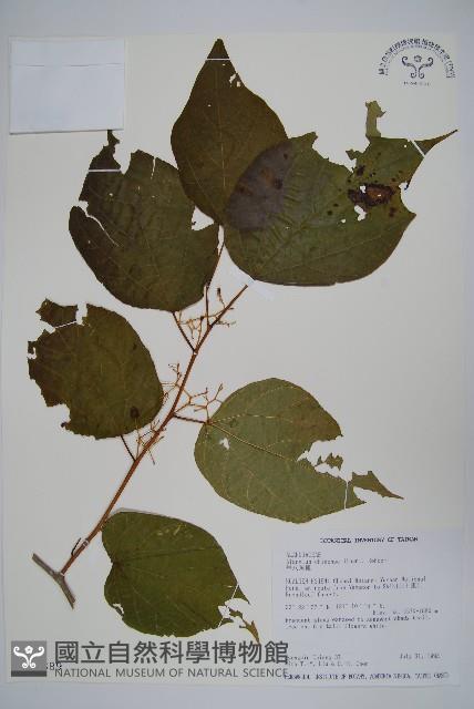 華八角楓藏品圖，第1張