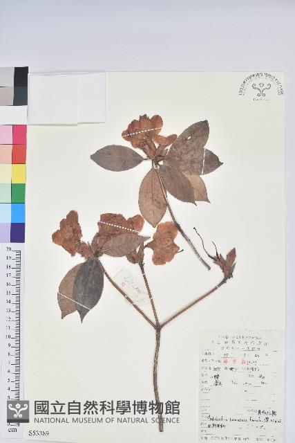 鹿角杜鵑、西施花、青紫木藏品圖，第1張